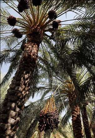 گزارش تصویری از برداشت خرما در بندر عباس