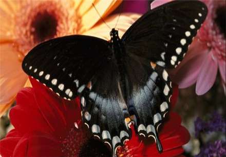 معروفترین انواع پروانه های جهان