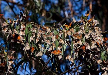 تصاویری از مهاجرت پروانه‌های پادشاه