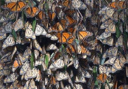 تصاویری از مهاجرت پروانه‌های پادشاه