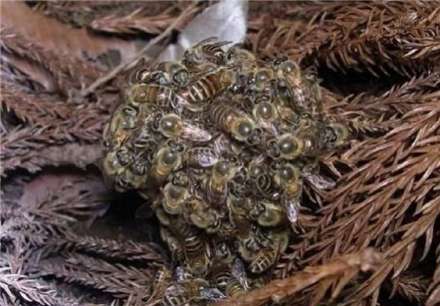 قتل عام 30 هزار زنبور عسل توسط 30 زنبور ژاپنی