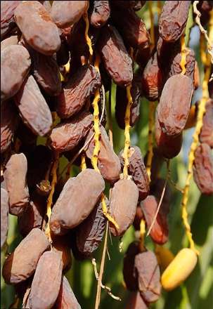 گزارش تصویری از برداشت خرما در بندر عباس