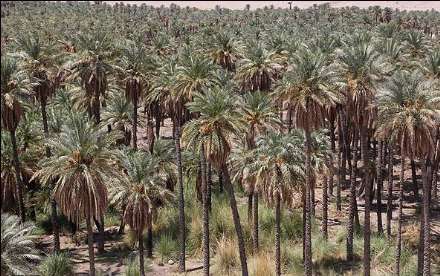 گزارش تصویری از برداشت خرما در بندر عباس