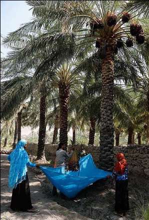 گزارش تصویری از برداشت خرما در بندر عباس