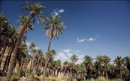 گزارش تصویری از برداشت خرما در بندر عباس
