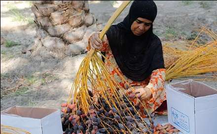 گزارش تصویری از برداشت خرما در بندر عباس