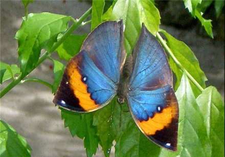 معروفترین انواع پروانه های جهان