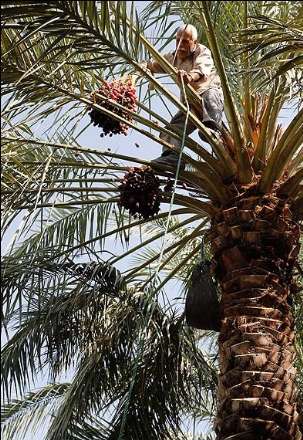 گزارش تصویری از برداشت خرما در بندر عباس