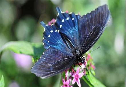 معروفترین انواع پروانه های جهان