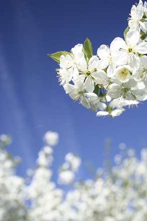 شکوفه های درختان