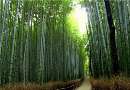 تصاویری بسیار زیبا از جنگل‌ بامبو در ژاپن