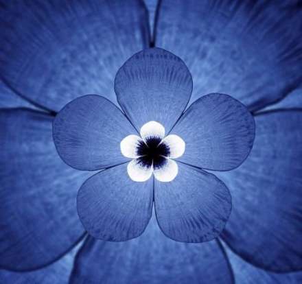 فکر می کنید این تصاویر زیبا از روی چه چیزی الگو برداری شده است؟