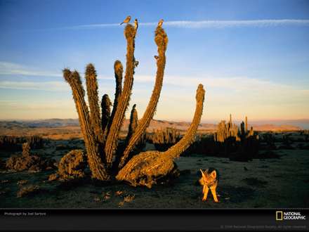 گياهان بياباني و حيوانات