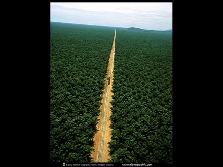 كشيدن جاده از وسط جنگل