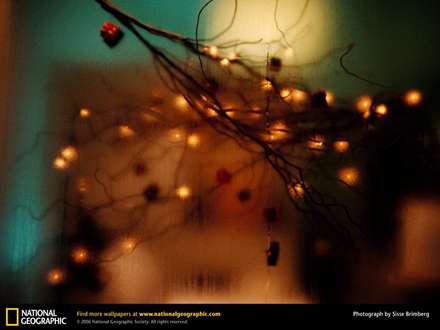 درخت كريسمس از پنجره خانه