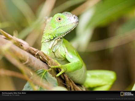 يك ايگواناي سبز روي درخت