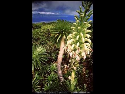 گلهاي بلند جنگلي