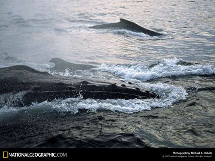 يك وال در زير آب