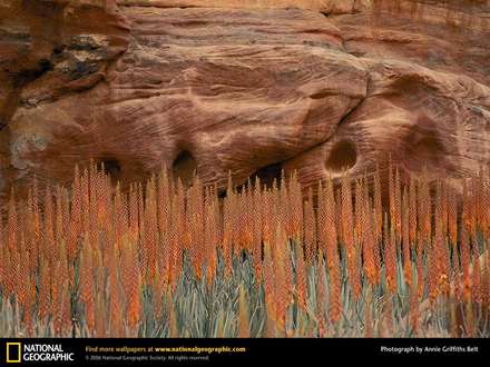 نمایی از گلهای کوهستانی