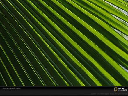 نمایی نزدیک از برگ