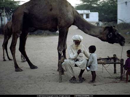 يك پيرمرد روستايي با چند شتر