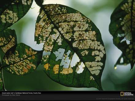 تصويري از يك برگ فرسوده