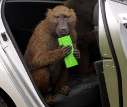 حمله بابون ها به توریست ها