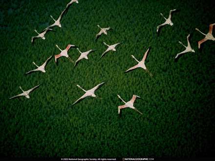 پرواز غازها