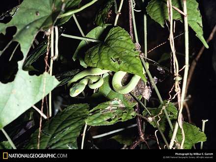 يك مار سبز رنگ بالاي درخت
