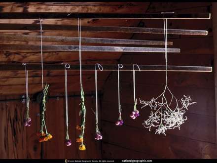 گلهاي اويزان از سقف