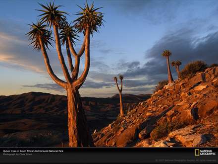 نمایی از درختان کویری