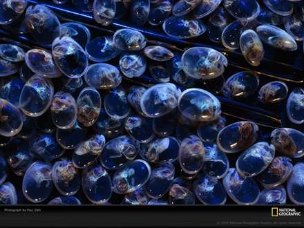 جنينهاي ماهي