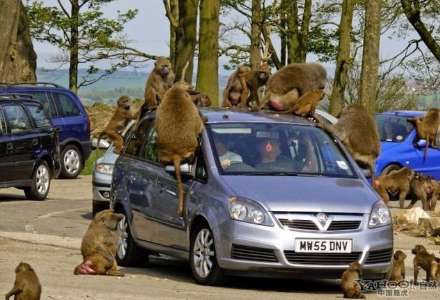 حمله بابون ها به توریست ها