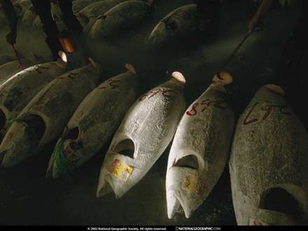 ماهيان بزرگ پاك شده