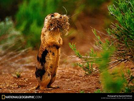 یک سمور در حال جمع کردن چوب و گیاه