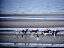 مسابقه اسب سواري در ساحل