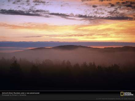 نمايي از يك جنگل مه آلود