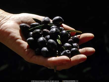 مشتي از زيتون سياه