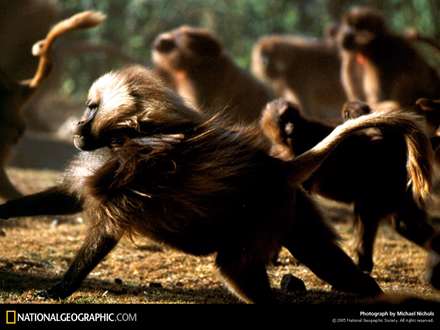 دسته اي از ميمون ها در كنار هم