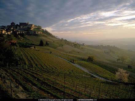 نمايي از مزرعه هاي سرسبز و بزرگ