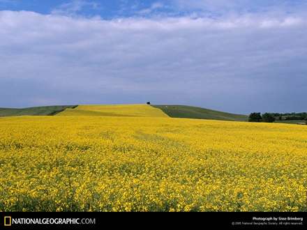 مزرعه بزرگ گل زرد
