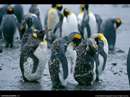 نمایی از ریختن پر پنگوئن های جوان