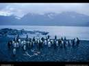 تجمع پنگوئن ها در كنار آب