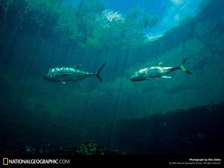 دو ماهي اقيانوسي در آب