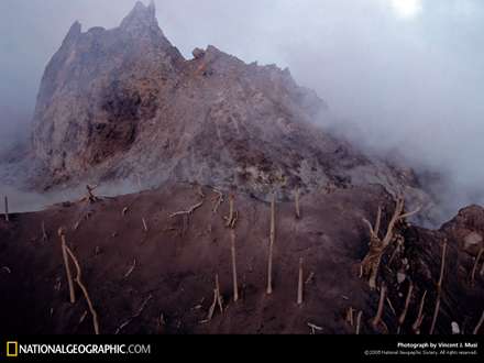 درخت هاي خشك شده در كوهستان
