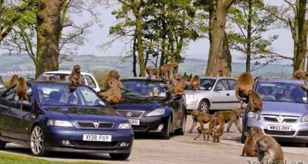 حمله بابون ها به توریست ها