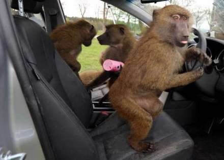 حمله بابون ها به توریست ها