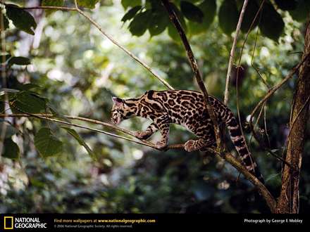 يك گربه وحشي بالاي درخت