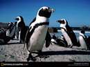 نمايي از بچه پنگوئن ها در كنار هم