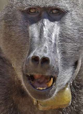 حمله بابون ها به توریست ها